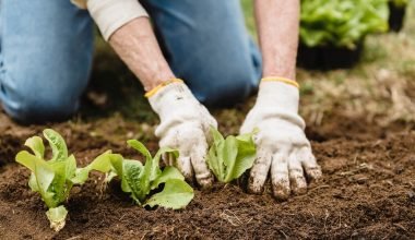 Growing Your Own Food: The Joy of Vegetable Gardening